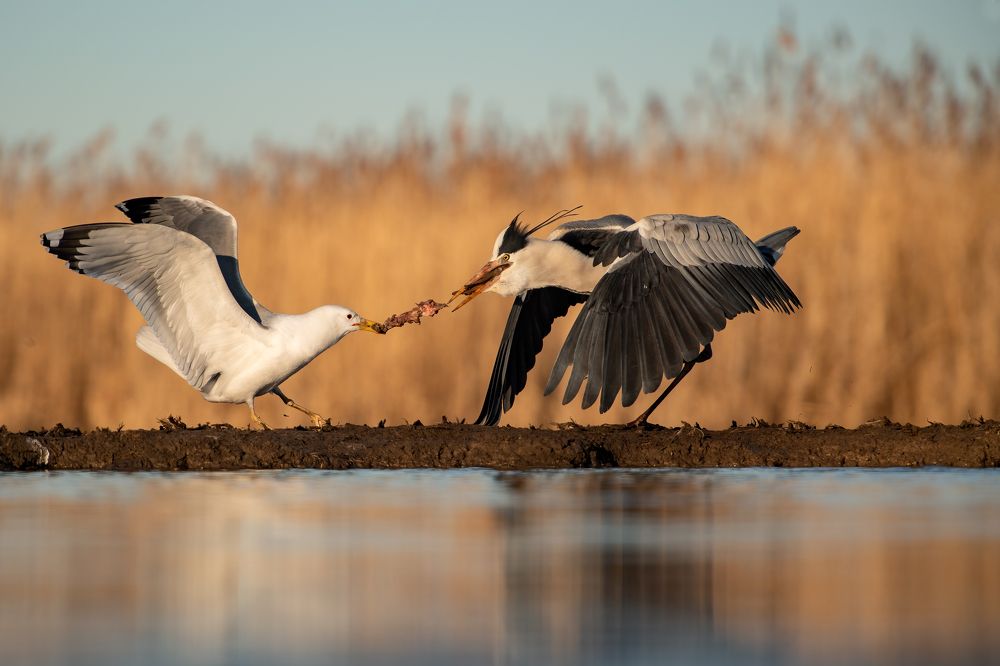 Photograph by Alena Bednarova