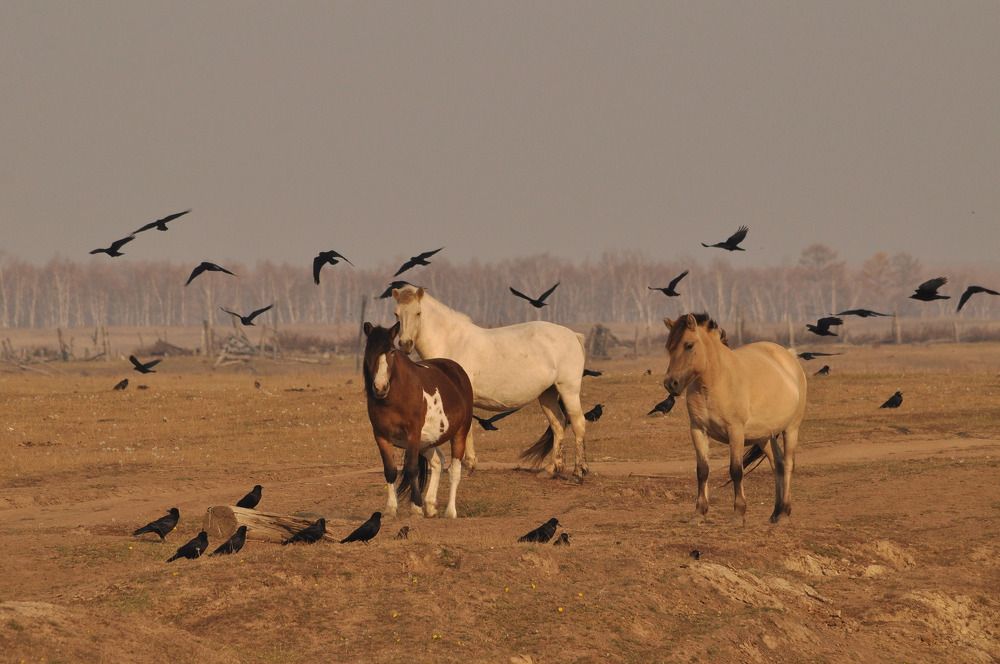 Фотография автора Мичийээнэ Барашкова