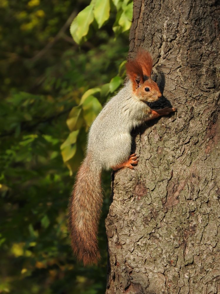 Белка на дереве