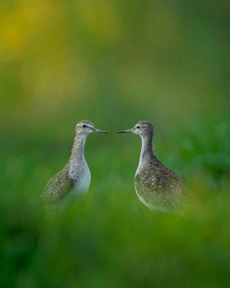Wood Sandpiper