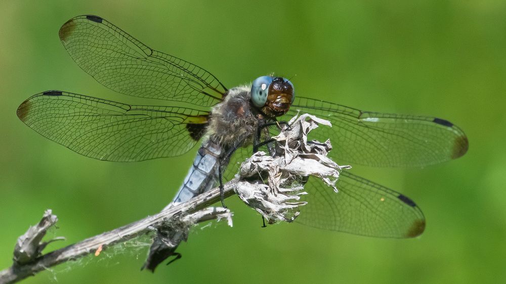 Фотография автора Николай Бологов