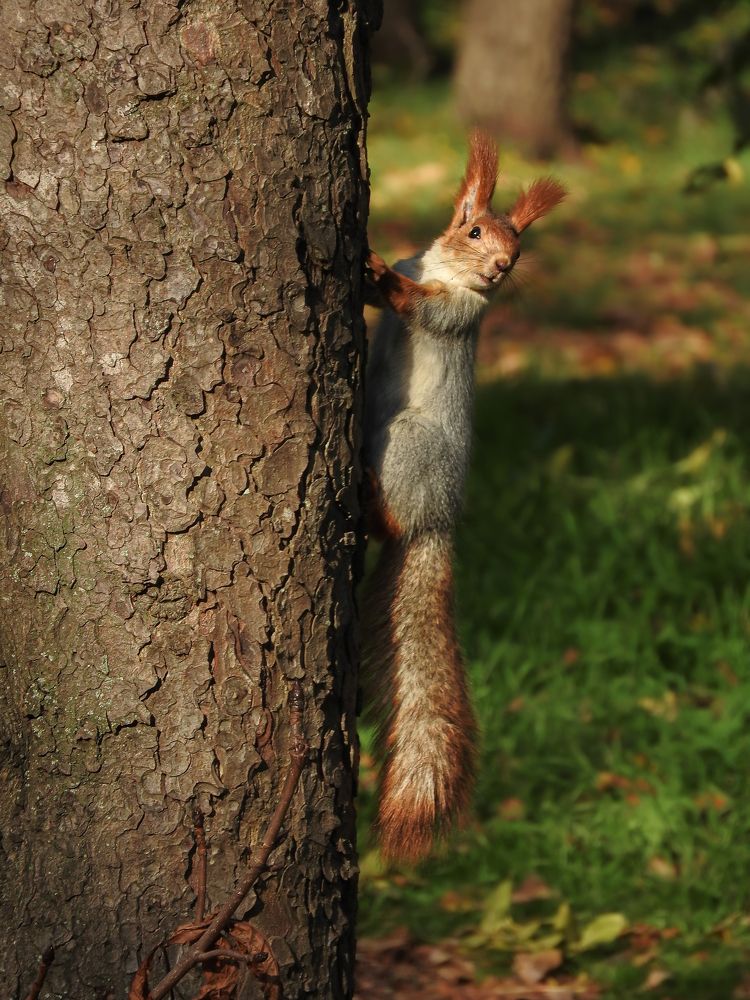 Белка на дереве