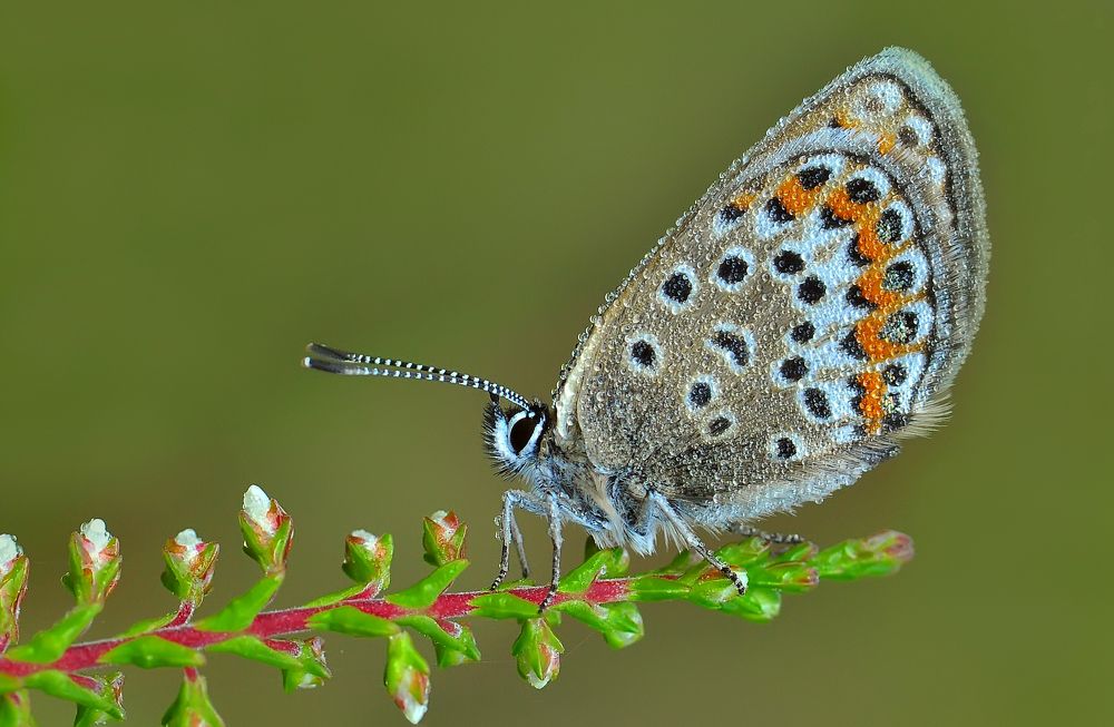 Photograph by НиКоЛаЙ