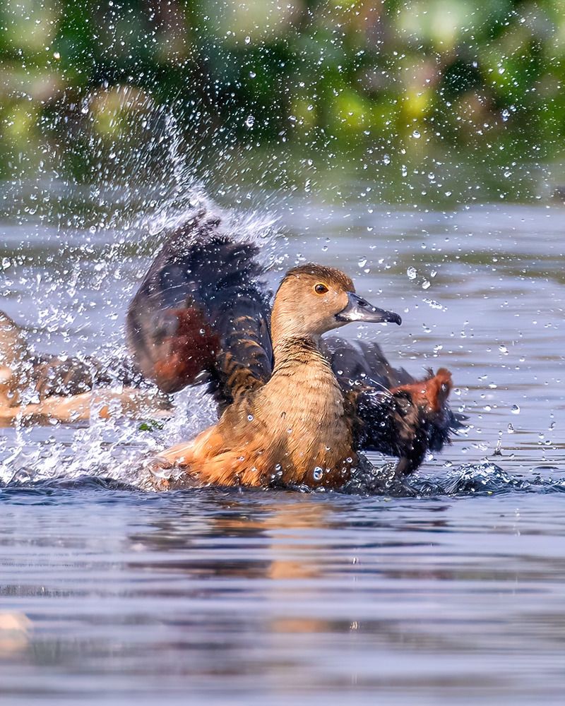 Photograph by Madhurya Mozumder