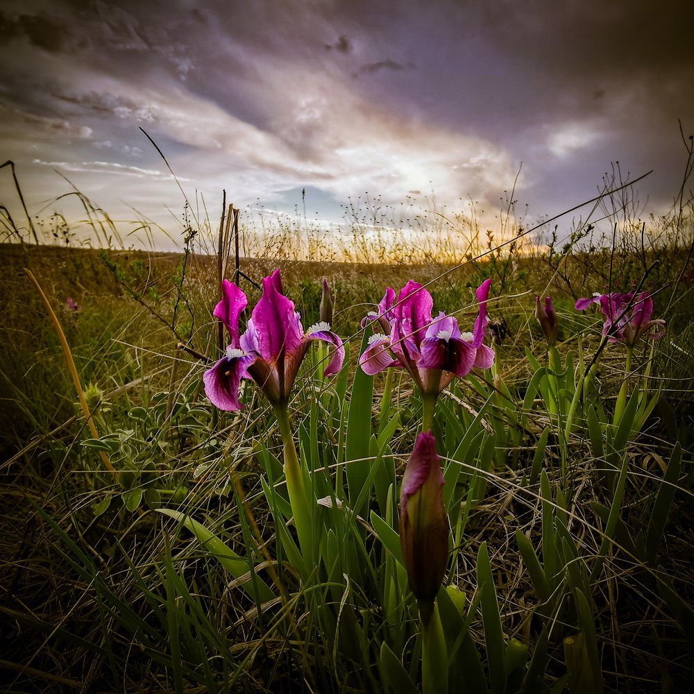 Степь в мае