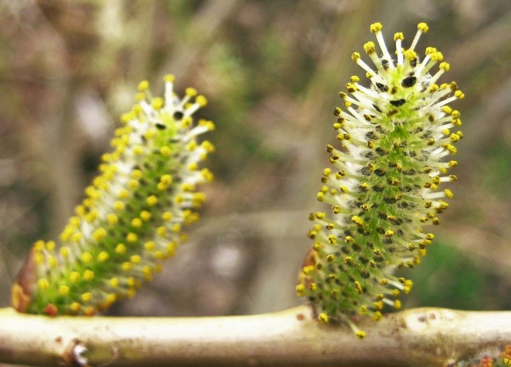 Признание...