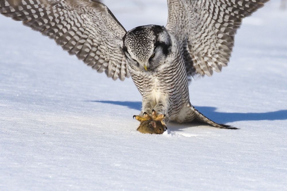 Фотография автора Mariya Belyalova