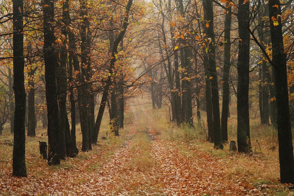 Photograph by Евгений Кулик