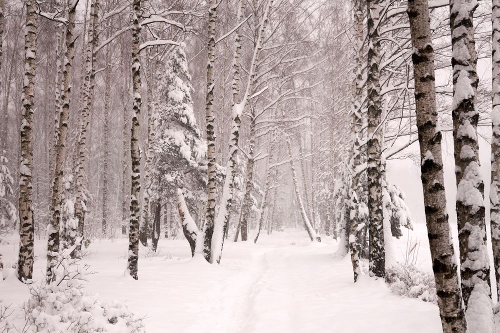 Фотография автора Igors Selivanovs