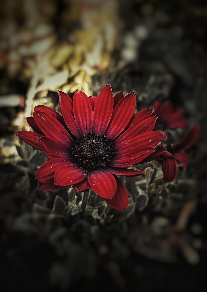 The beauty of the creator