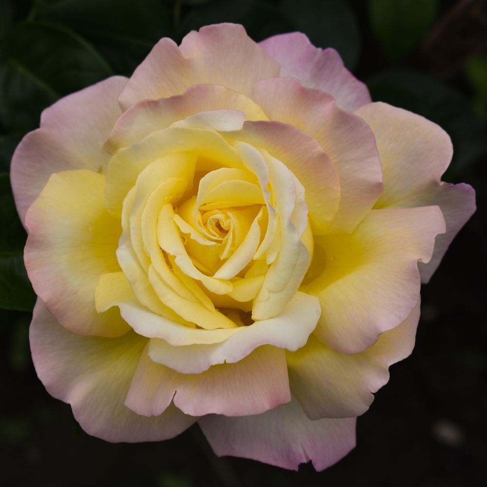 Photograph by Elena Lopatina