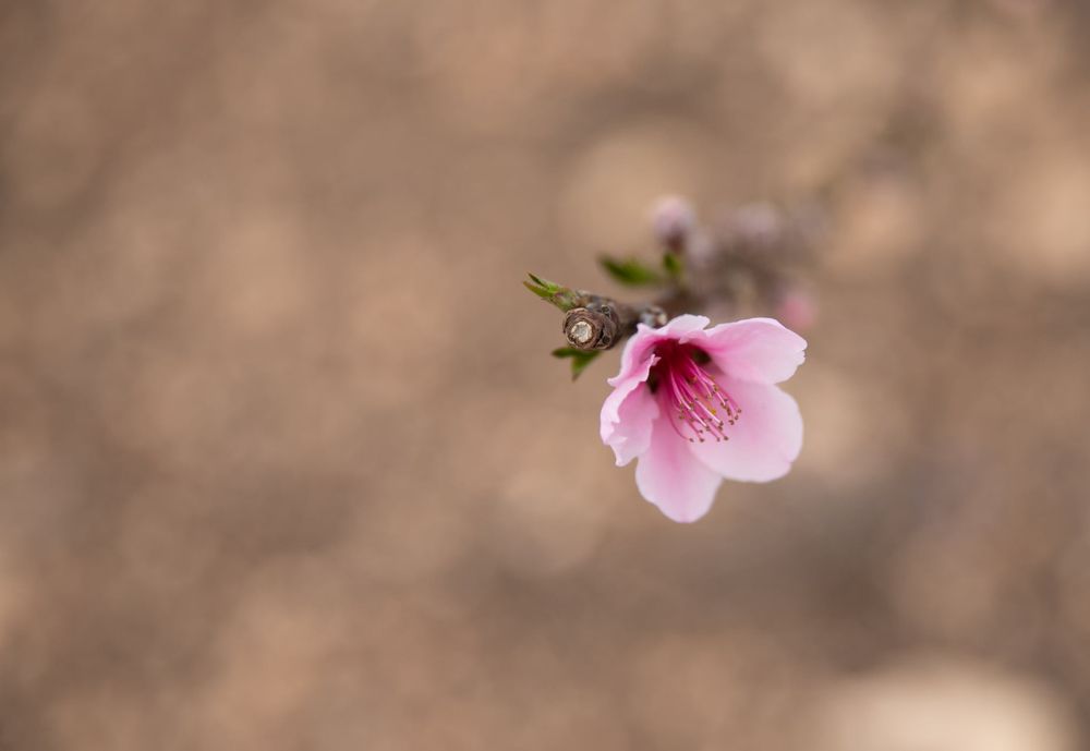 Photograph by marianna chechik