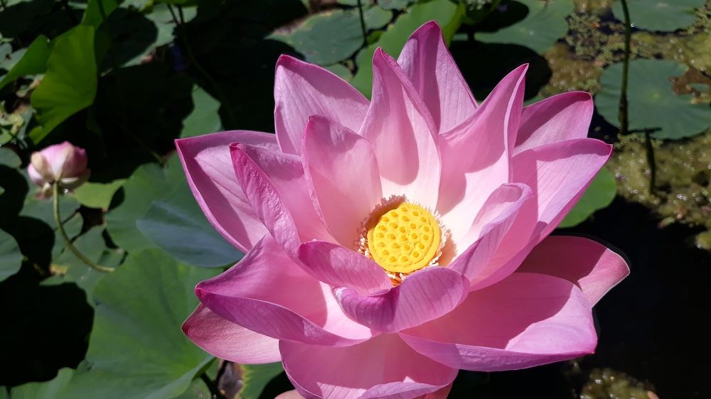 Photograph by Андрей Шахно