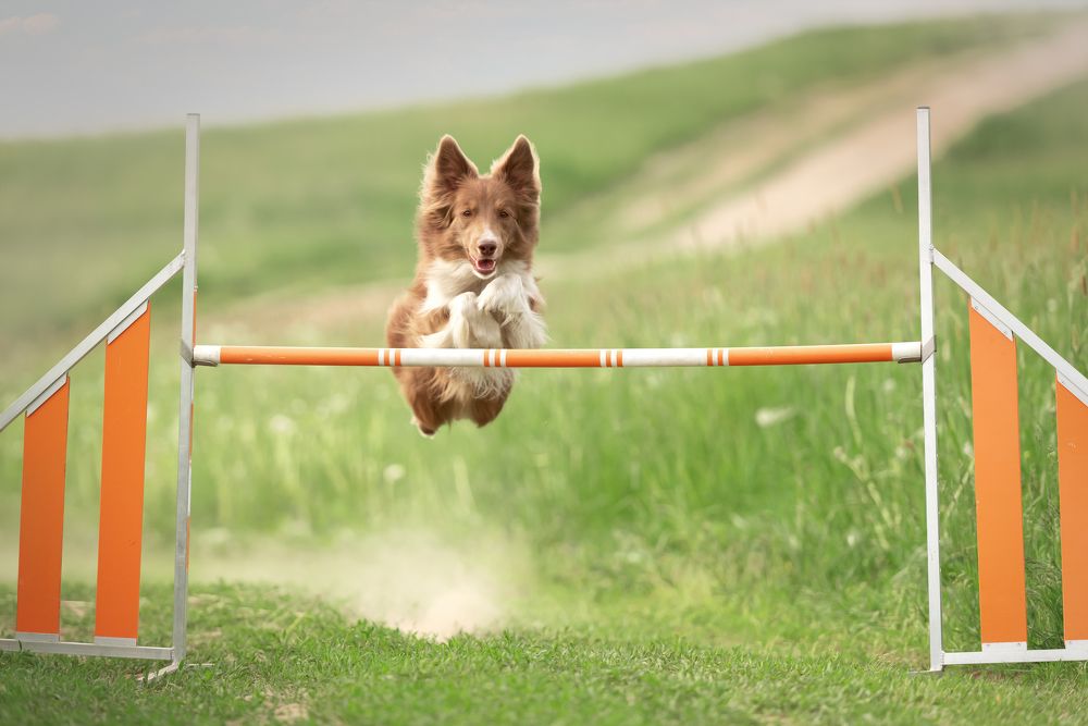 Photograph by Irina Kovaleva