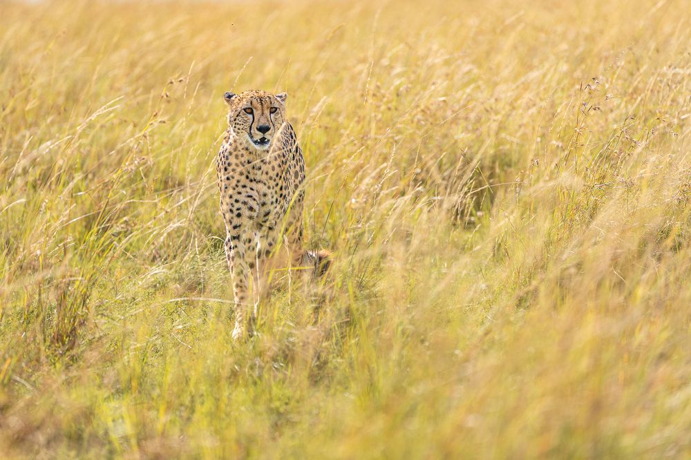 Photograph by Jayakumar MN