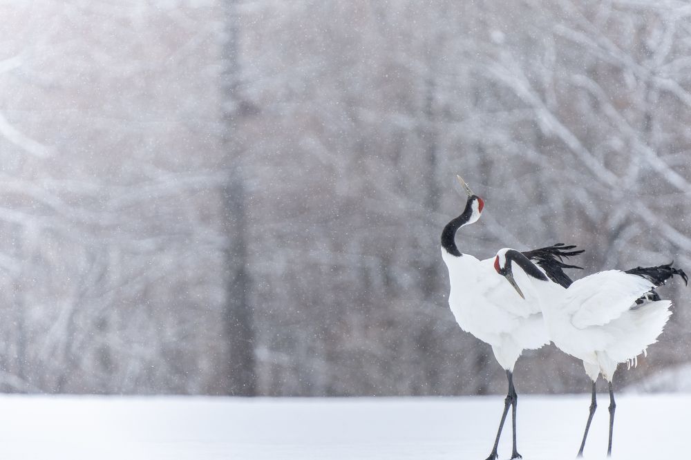 Photograph by shintani yu