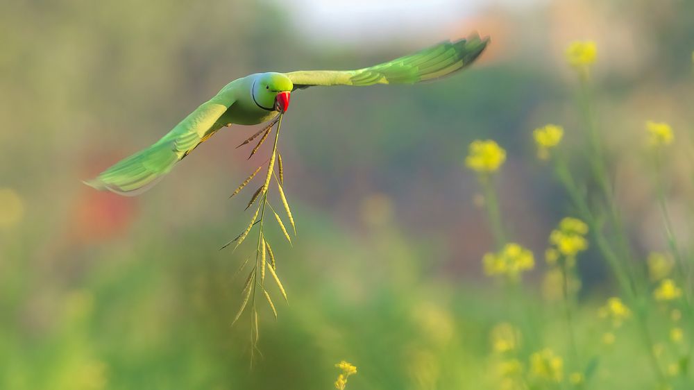Rose ringed Parakeet flying with mustard stem