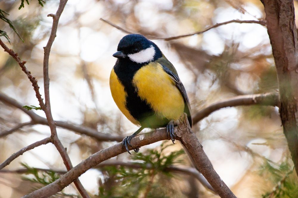 Photograph by Мария Мостипака