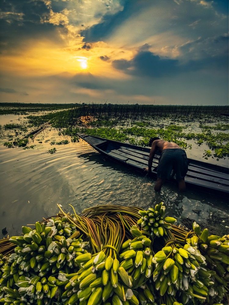 Sunset in Rural Bengal