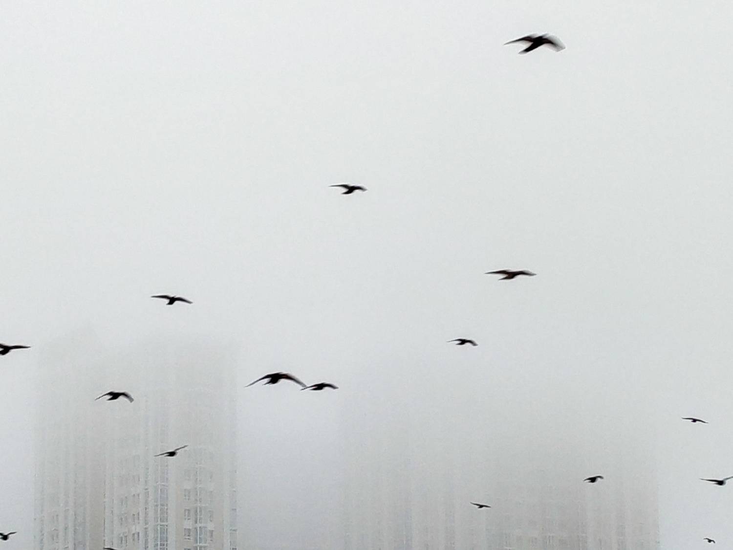 Photo #7345520