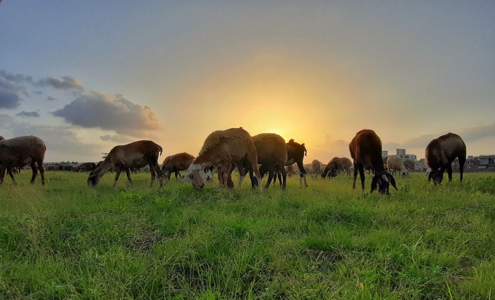 Sunset Light With Happines