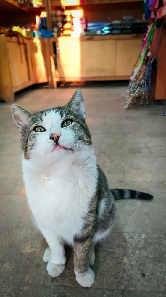 Котик в сувенирной лавке.