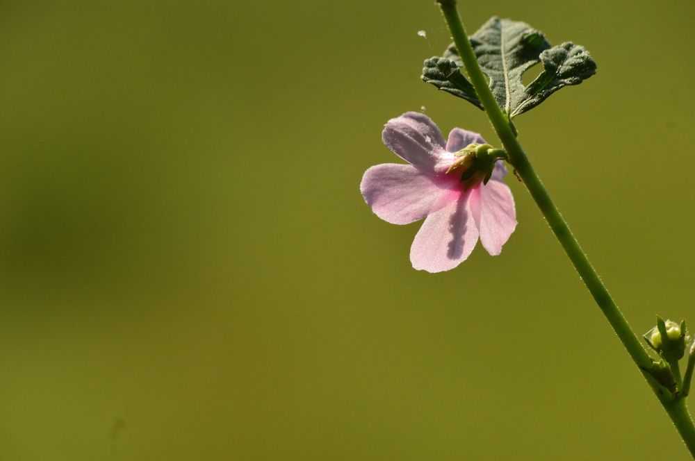 Violet flower with green background