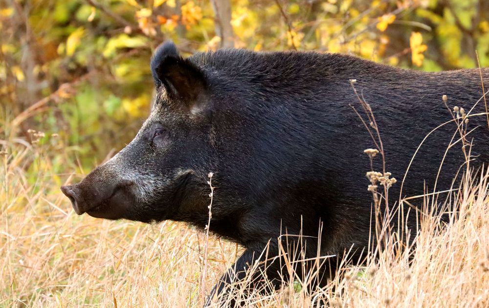 Под присмотром Наступление Гость из леса Красавец Коррида Вы кто? Побег Прогулка кабана