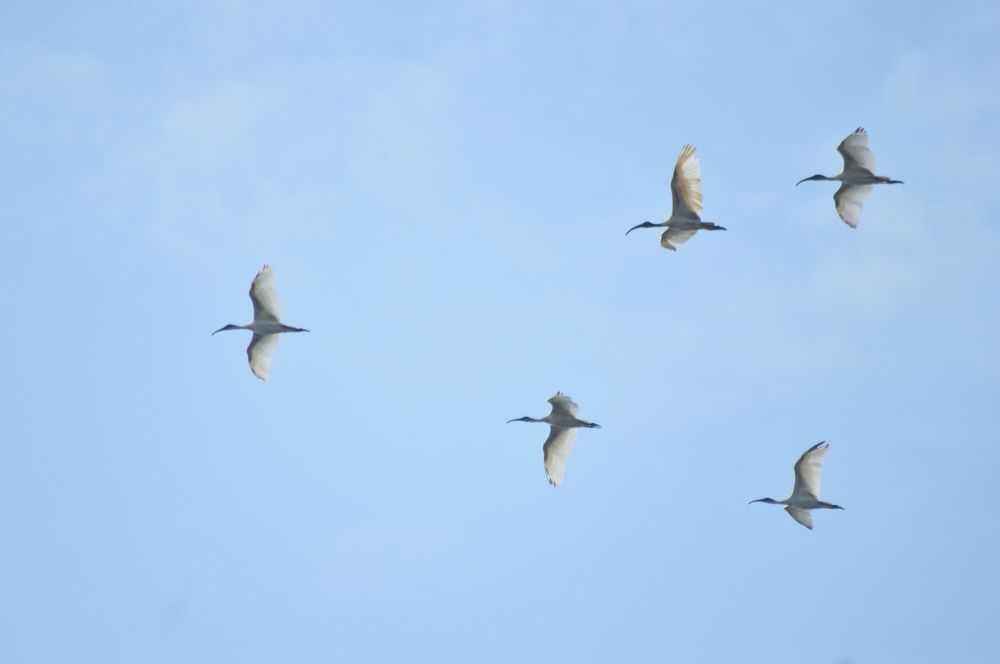 A group of Asian openbill birds on flight in the blue sky