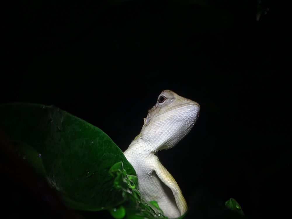 Photograph by Ko Naung