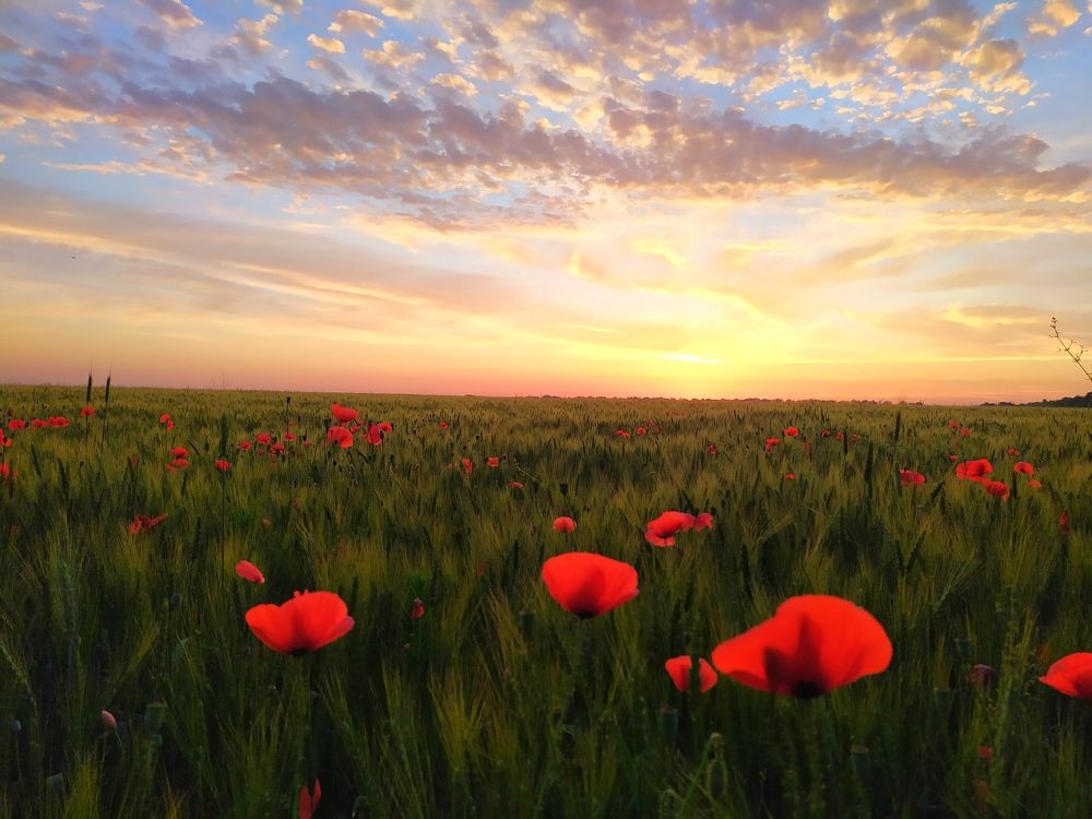 Photograph by Олена