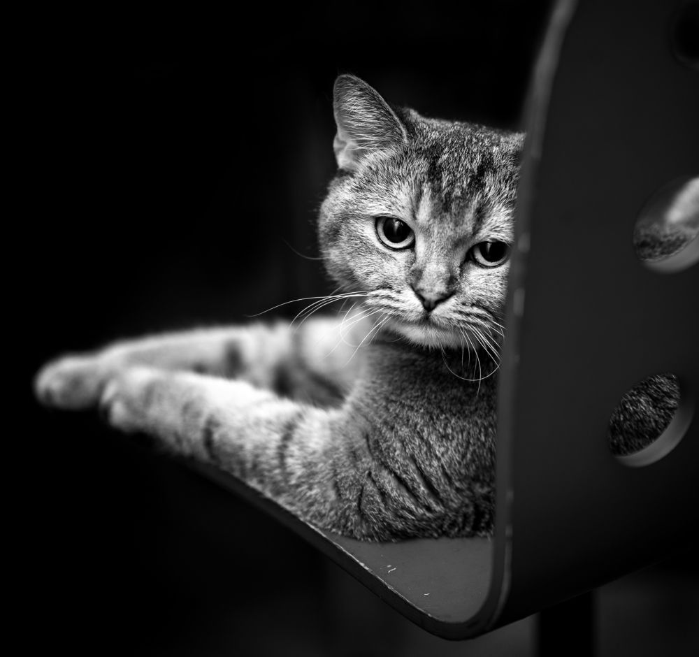 Photograph by Сергей Здерев