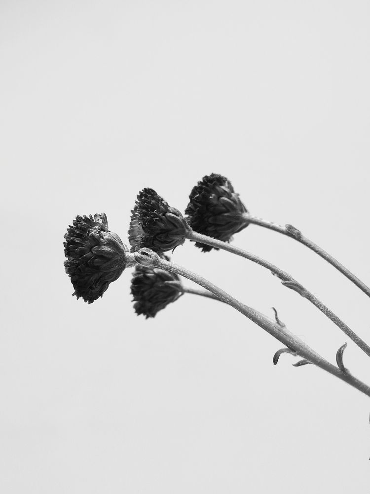 Photograph by Elishaya Muntean