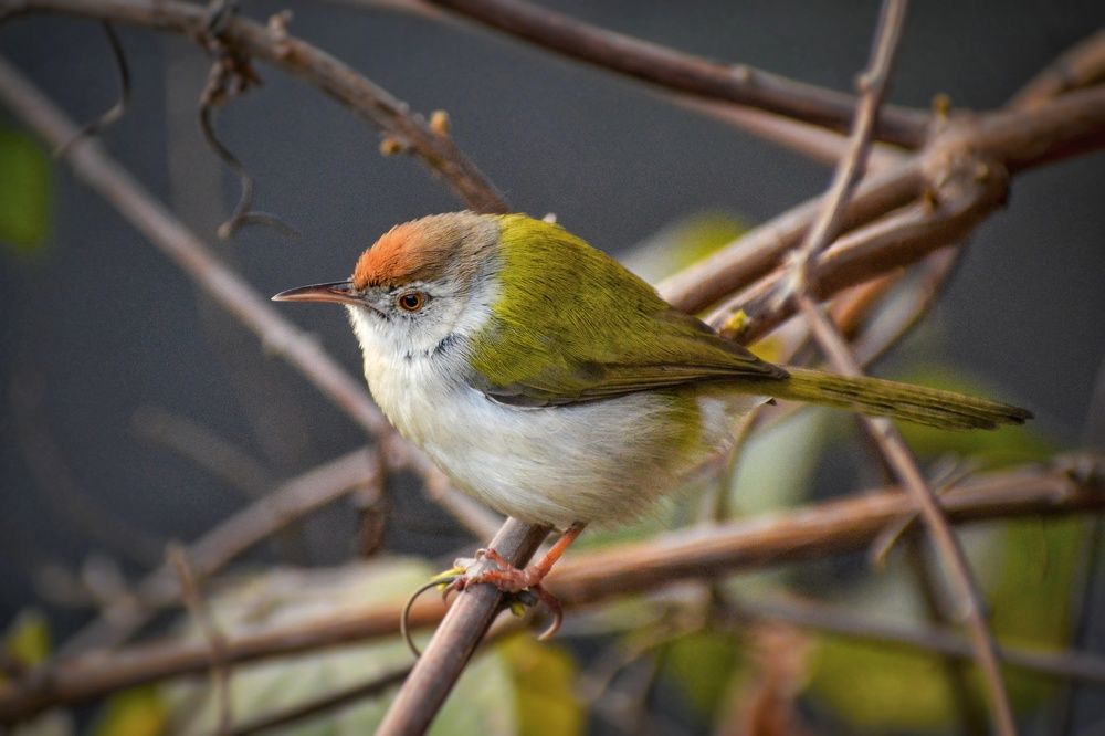 Common Tailorbird