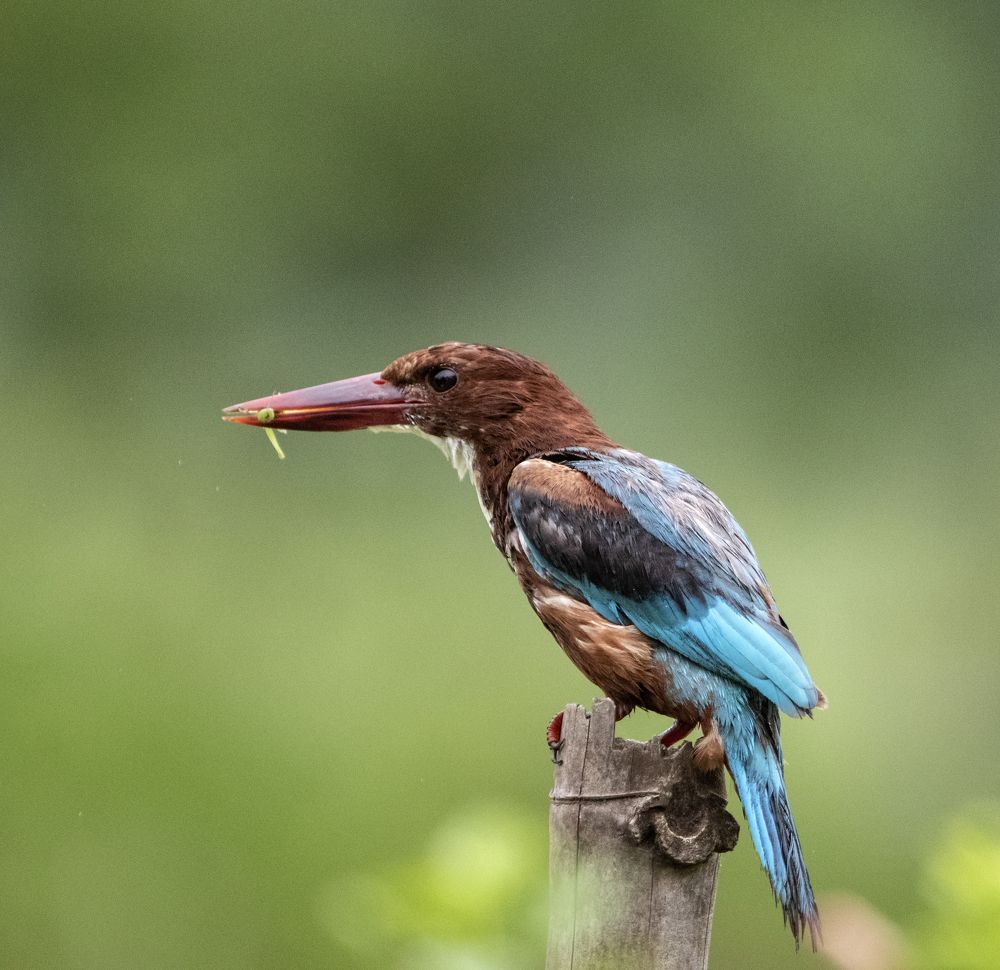 Photograph by Abhishek Manna