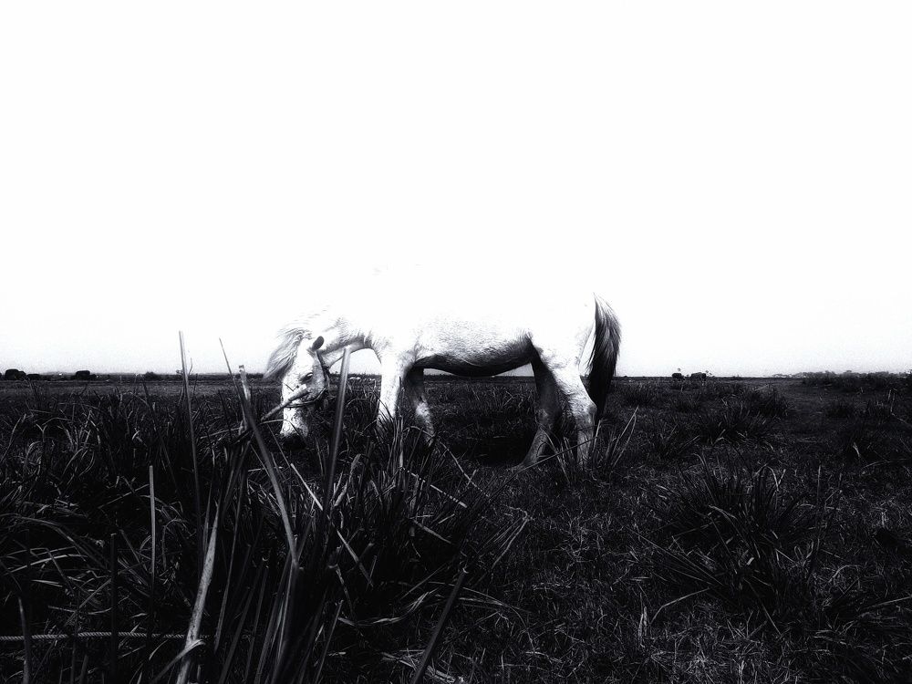 Photo #7346171