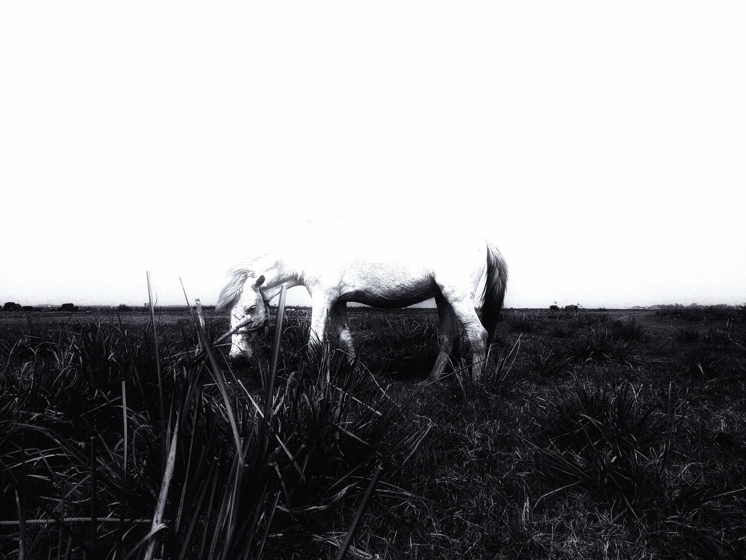 Photo #7346171