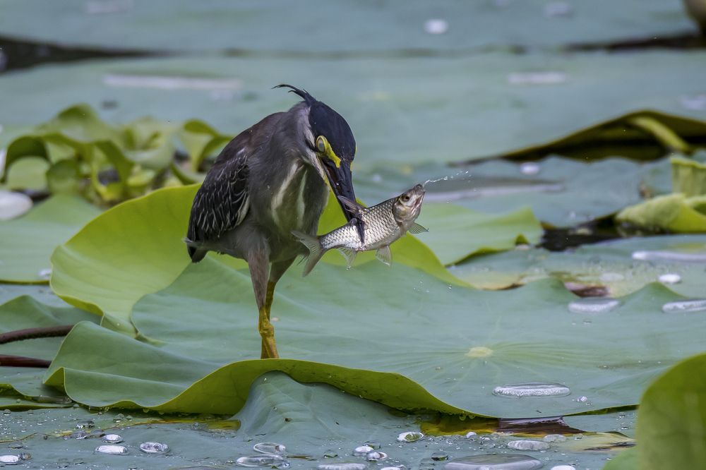 Photograph by Protap Shekhor Mohanto