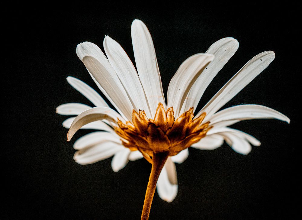 Photograph by Lisa Watkins