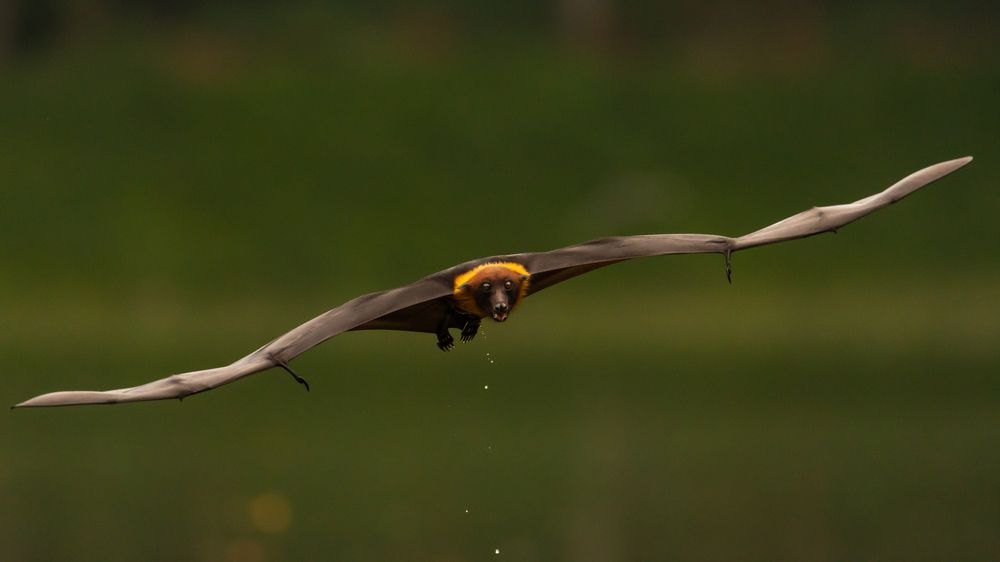 Photograph by Protap Shekhor Mohanto