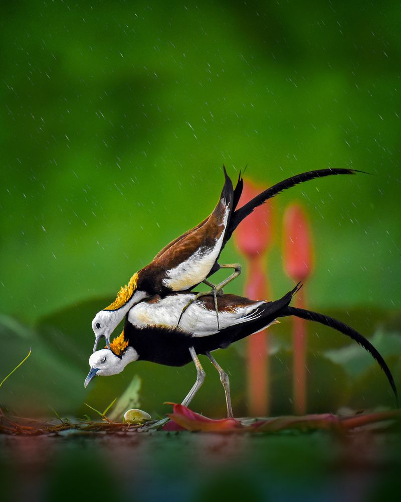 LOVE IN THE RAIN. PHEASANT-TAILED JACANA