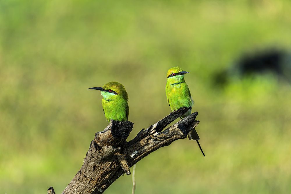 Фотография автора Sandip Mondal