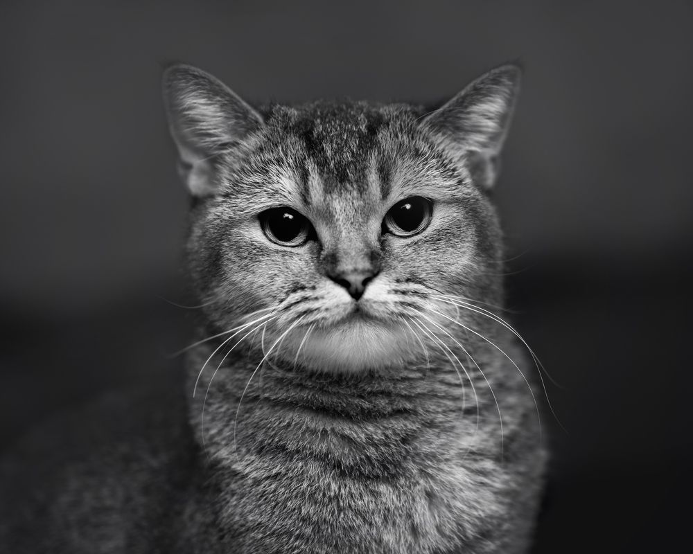 Photograph by Сергей Здерев