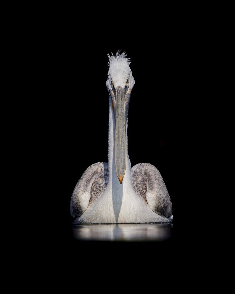 Dalmatian pelican