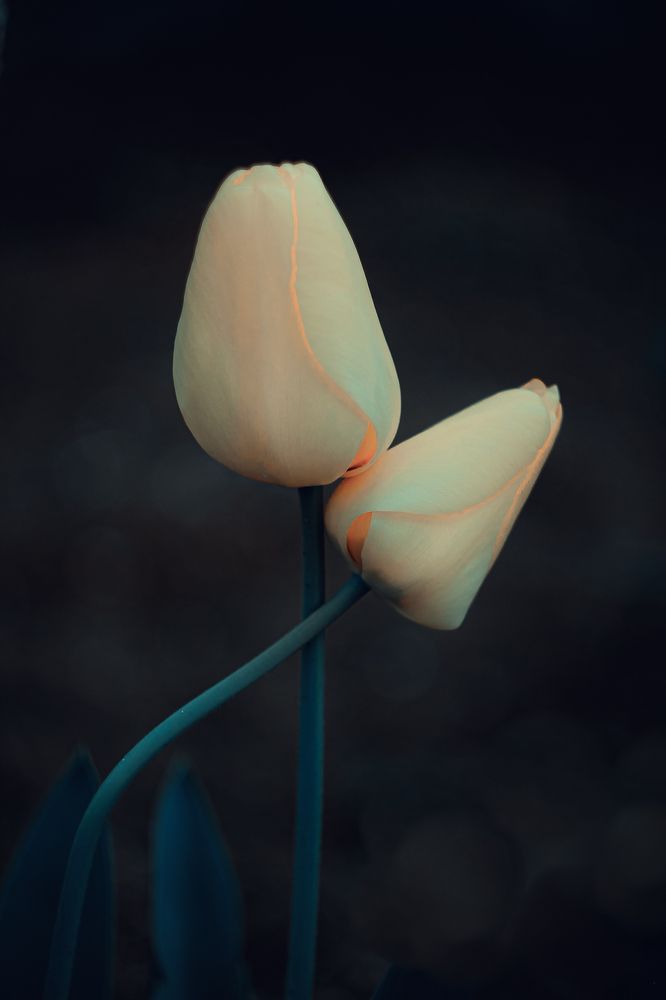 Photograph by Анна Шатерникова