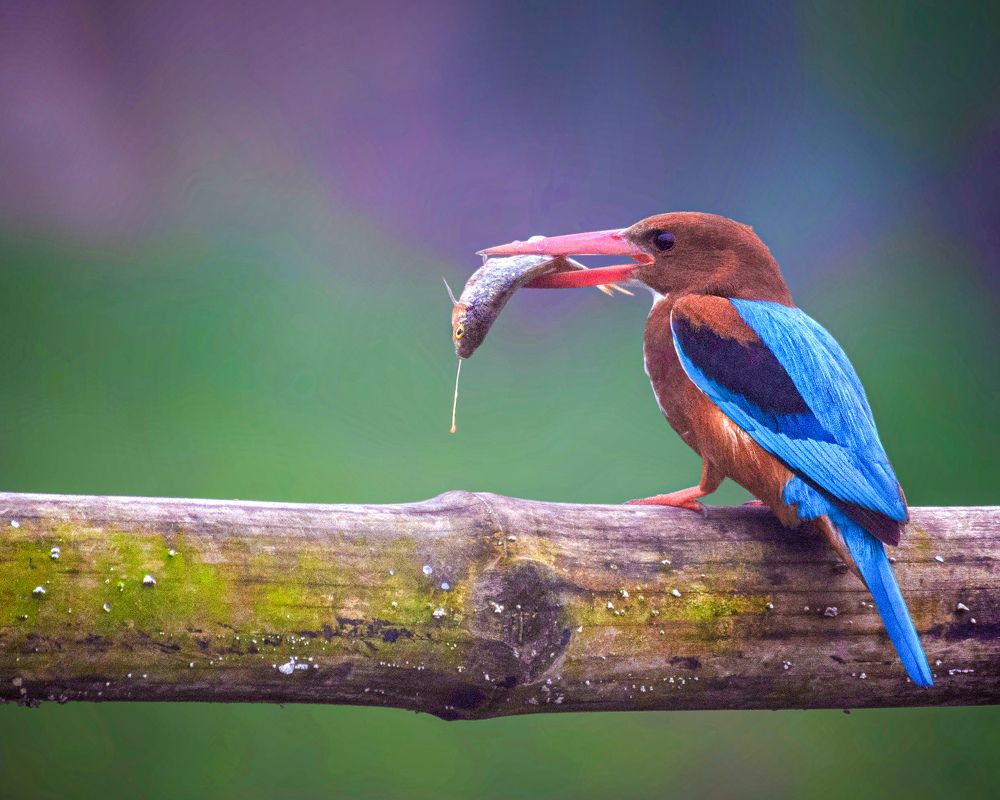 Kingfisher with Fish