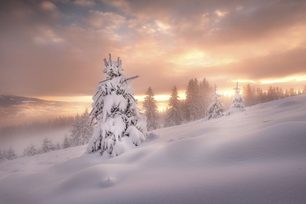 Фотография автора Daniel Trippolt