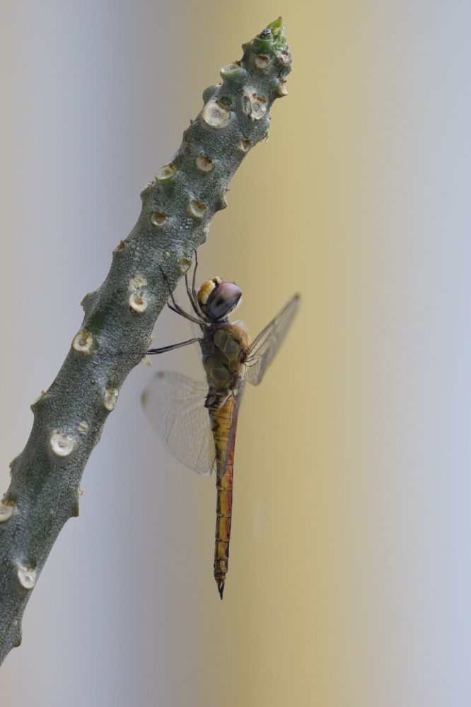 SCHNEIDER - THE DRAGON FLY