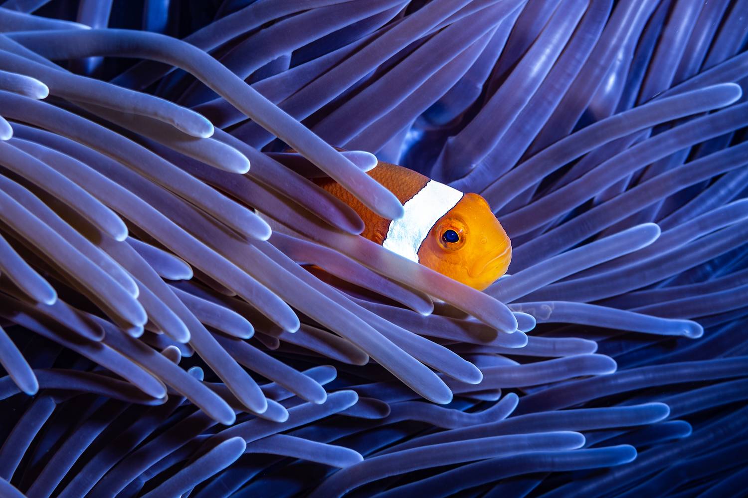 Фотография #7347785