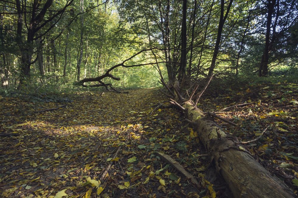 Фотография автора Владислав Марухин